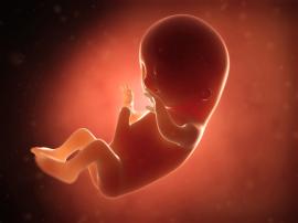 Des erreurs dans les tests de dépistage prénatal entraînent des avortements injustifiés