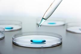 Fin des tests sur les embryons humains? Banque de CSA déprogrammées