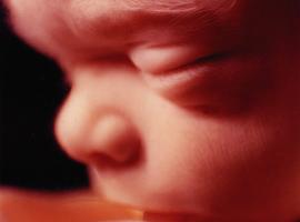 Het ongeboren leven : kiezen tussen werkelijkheid en fictie
