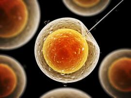 Royaume-Uni  : création d'ovules et de sperme à partir de cellules de peau de 2 adultes de même sexe