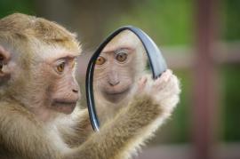 Embryons chimères singe-homme : jusqu’où peut-on aller ?