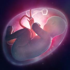 Le développement du cerveau du fœtus varie selon le sexe