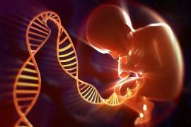 Opsporing van geslachtschromosoomafwijkingen voor de geboorte: Belgisch Raadgevend Comité voor Bio-ethiek heeft sterke bedenkingen