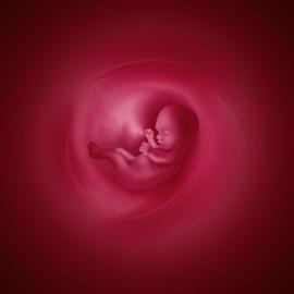Belgique : pas de statistiques relatives au nombre total d'embryons surnuméraires congelés