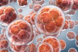 Grande-Bretagne : ils ont créé un embryon sans gamètes