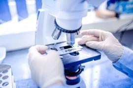 “Modèles embryonnaires” : la course des chercheurs pour reproduire le développement d’un embryon humain