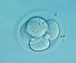 Plus de 20.000 embryons détruits en Belgique chaque année sur base de leur « aspect »