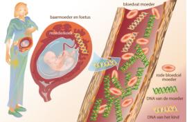 Belgique : rembourser les diagnostics prénataux non invasifs (DPNI) pour déceler la Trisomie 21