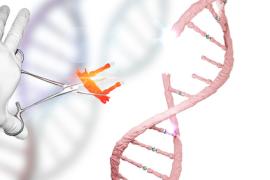 L'OMS exhorte à suspendre toute modification du génome germinal humain